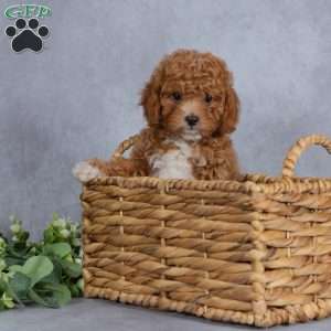Autumn, Miniature Poodle Puppy